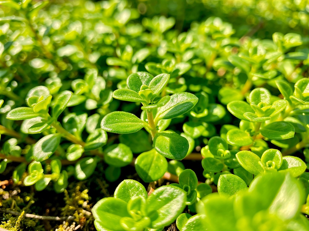 Bacopa monnieri stems and leaves macro